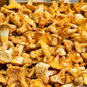 Cantharellus cibarius