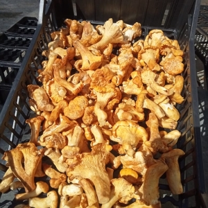 Cantharellus cibarius