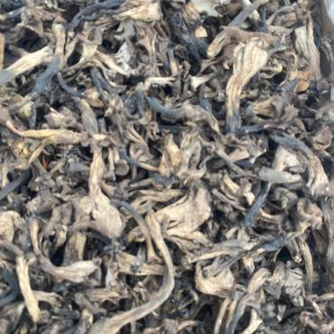 Craterellus cornuccopioides