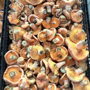 Lactarius deliciosus