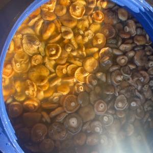 Lactarius deliciosus