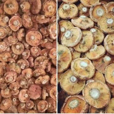 Lactarius deliciosus