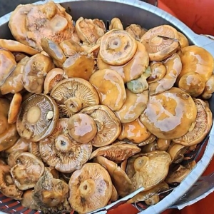 Lactarius deliciosus