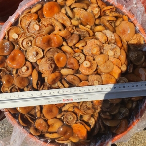 Lactarius deliciosus