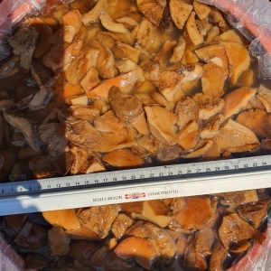 Lactarius deliciosus