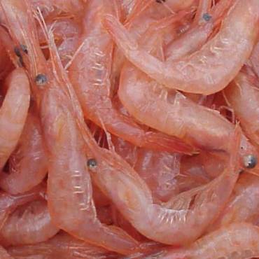 Extracto de gamba (Pandalus borealis)