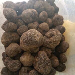 Tuber melanosporum