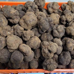 Tuber melanosporum